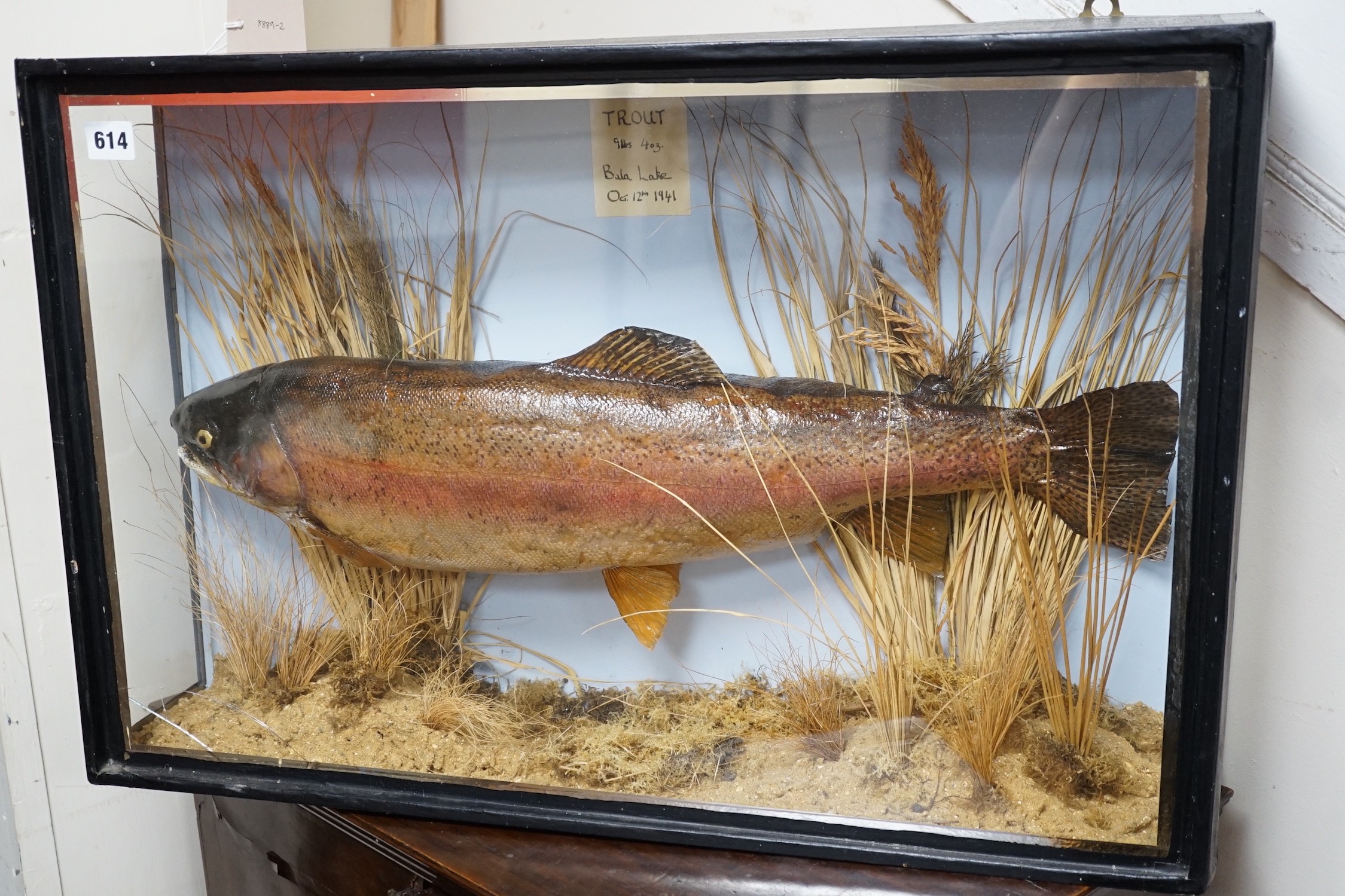 A cased taxidermic trout in glazed case, label reads ‘TROUT 9lbs 4oz. Bala Lake Oct 12th 1941’