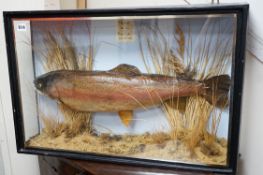 A cased taxidermic trout in glazed case, label reads ‘TROUT 9lbs 4oz. Bala Lake Oct 12th 1941’