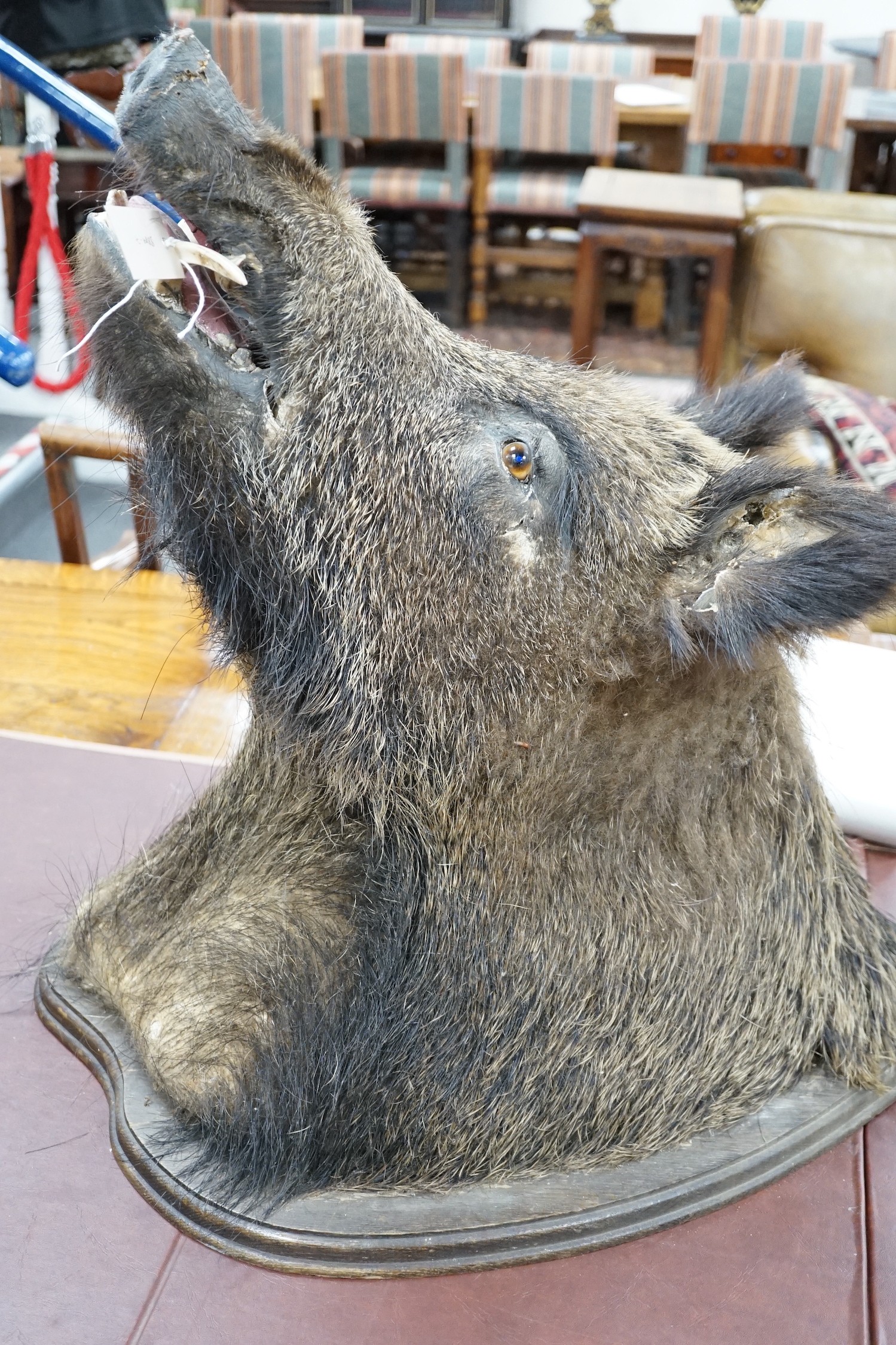 A mounted taxidermic boar's head wall trophy on wood back plate, height 64cm