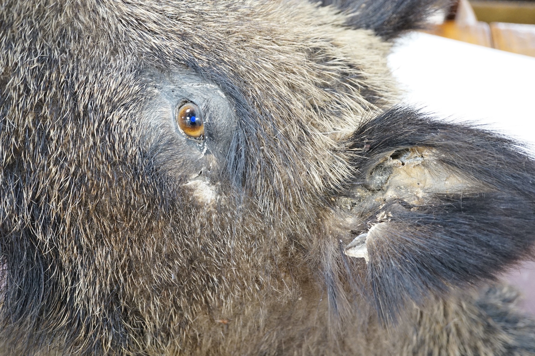 A mounted taxidermic boar's head wall trophy on wood back plate, height 64cm - Image 2 of 4