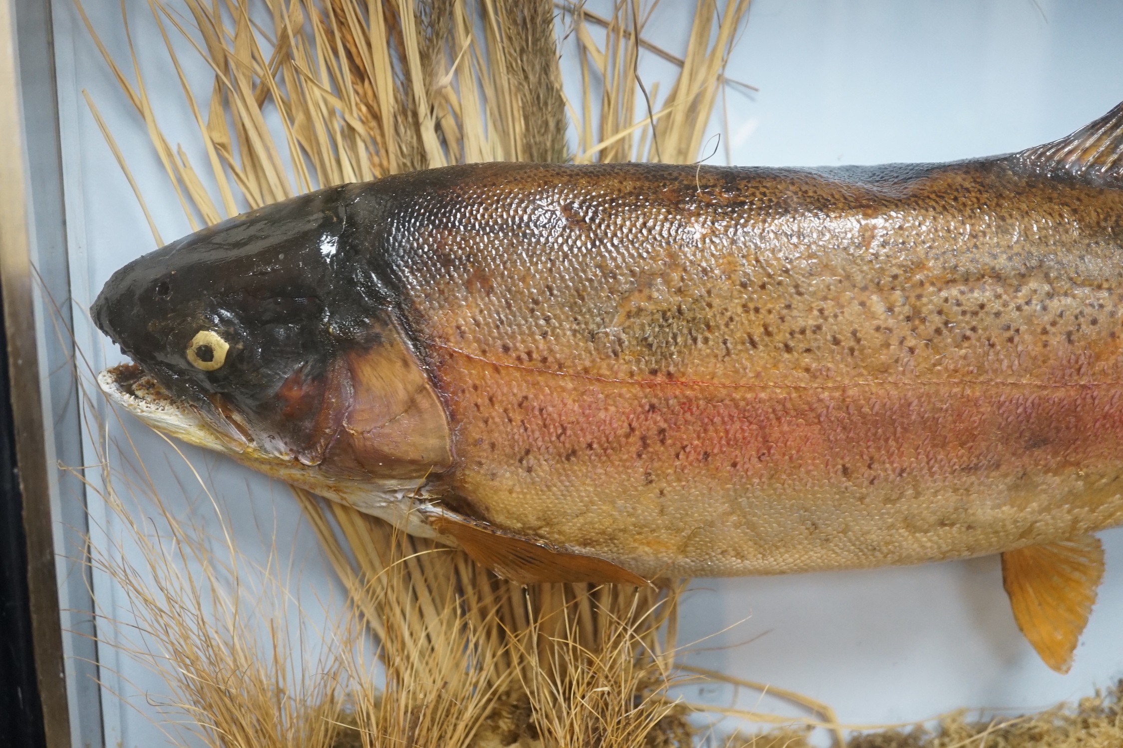A cased taxidermic trout in glazed case, label reads ‘TROUT 9lbs 4oz. Bala Lake Oct 12th 1941’ - Image 2 of 6