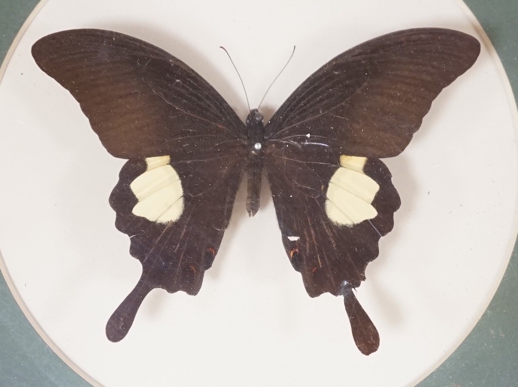 A collection of exotic butterfly and moth specimens in 24 octagonal display cases