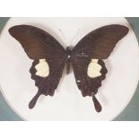 A collection of exotic butterfly and moth specimens in 24 octagonal display cases