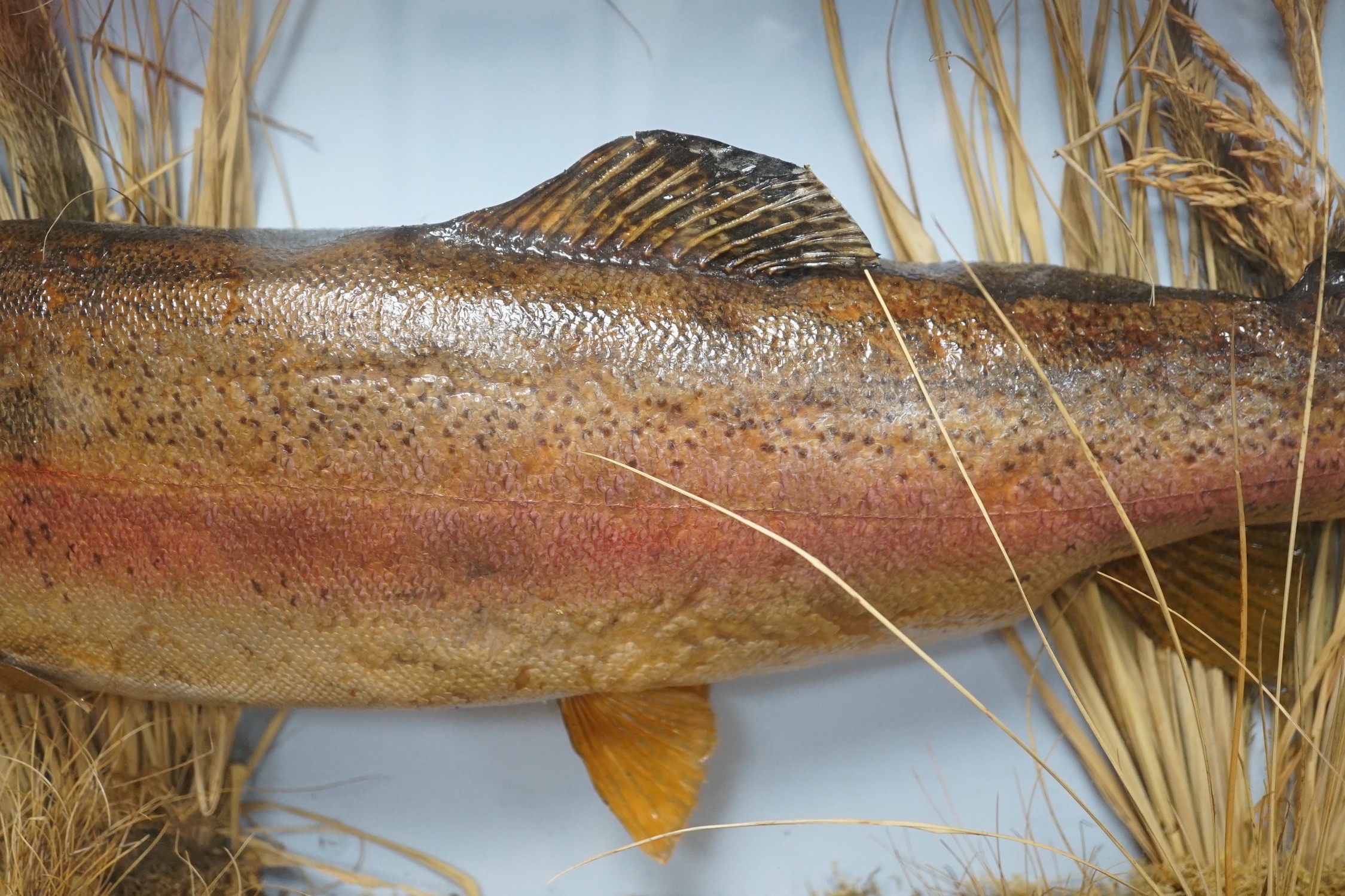 A cased taxidermic trout in glazed case, label reads ‘TROUT 9lbs 4oz. Bala Lake Oct 12th 1941’ - Image 3 of 6