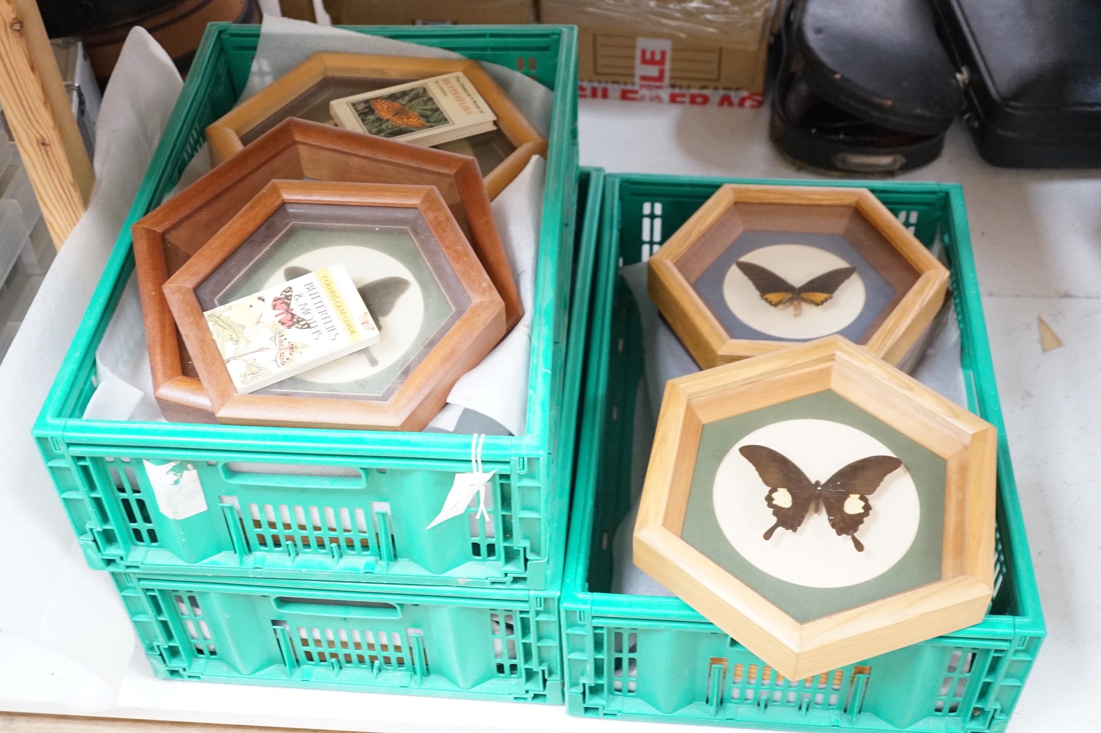 A collection of exotic butterfly and moth specimens in 24 octagonal display cases - Image 2 of 2