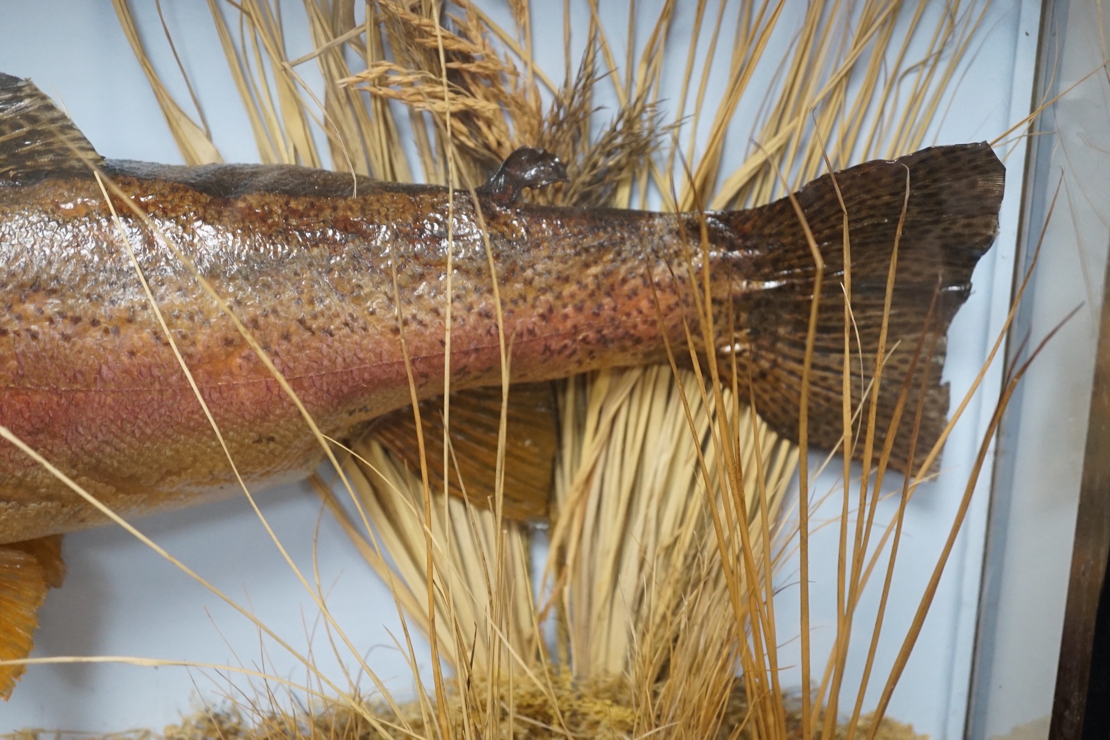 A cased taxidermic trout in glazed case, label reads ‘TROUT 9lbs 4oz. Bala Lake Oct 12th 1941’ - Image 4 of 6