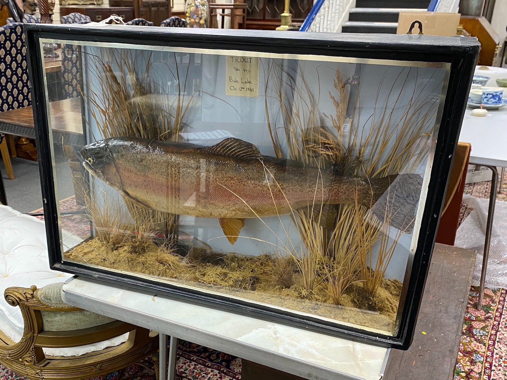 A cased taxidermic trout in glazed case, label reads ‘TROUT 9lbs 4oz. Bala Lake Oct 12th 1941’ - Image 5 of 6