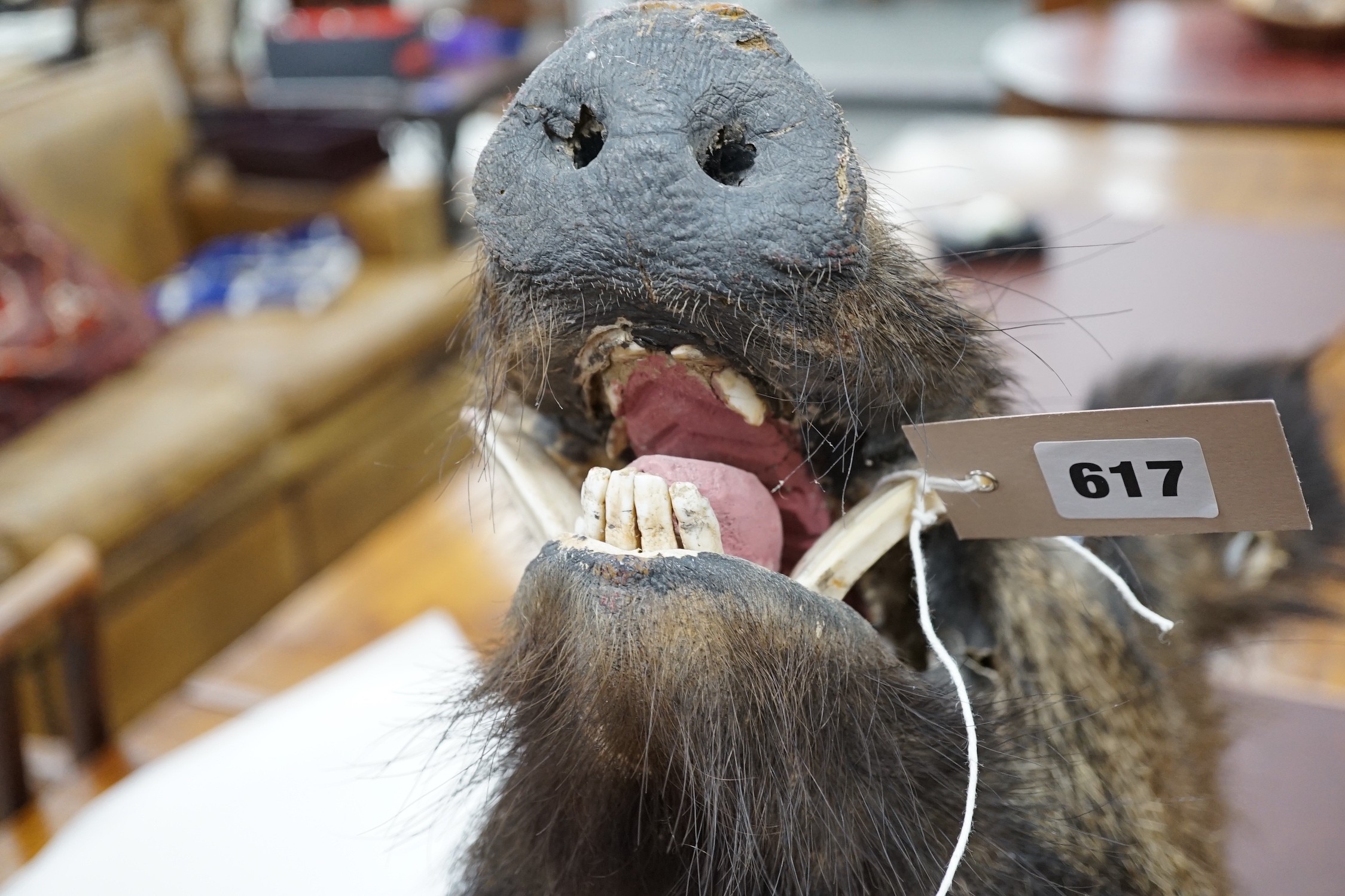 A mounted taxidermic boar's head wall trophy on wood back plate, height 64cm - Image 4 of 4