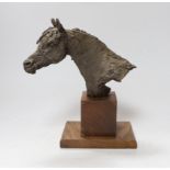 A resin horse head on wooden stand, 26cms high