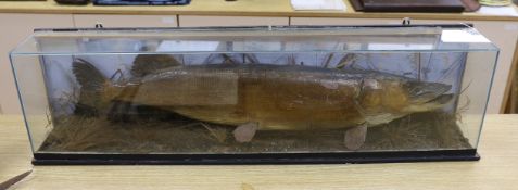A cased taxidermy pike, 97cm long