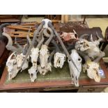 Approximately twenty assorted taxidermy skulls