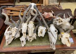 Approximately twenty assorted taxidermy skulls