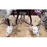 Two stag skull and antler wall trophies, larger height 80cm