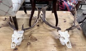 Two stag skull and antler wall trophies, larger height 80cm