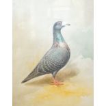 English School c.1900, watercolour, Portrait of the racing pigeon 'Lord Bobs' c.1909, 38 x 28cm