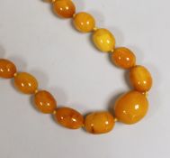 A single strand graduated oval amber bead necklace, 64cm, gross weight 113 grams.