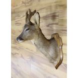 A taxidermy deer’s head on wooden shield mount, 62cm high