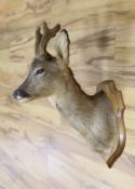 A taxidermy deer’s head on wooden shield mount, 62cm high