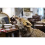 A taxidermy model of a fox on oval wooden stand, 100cms long (from head to tail)