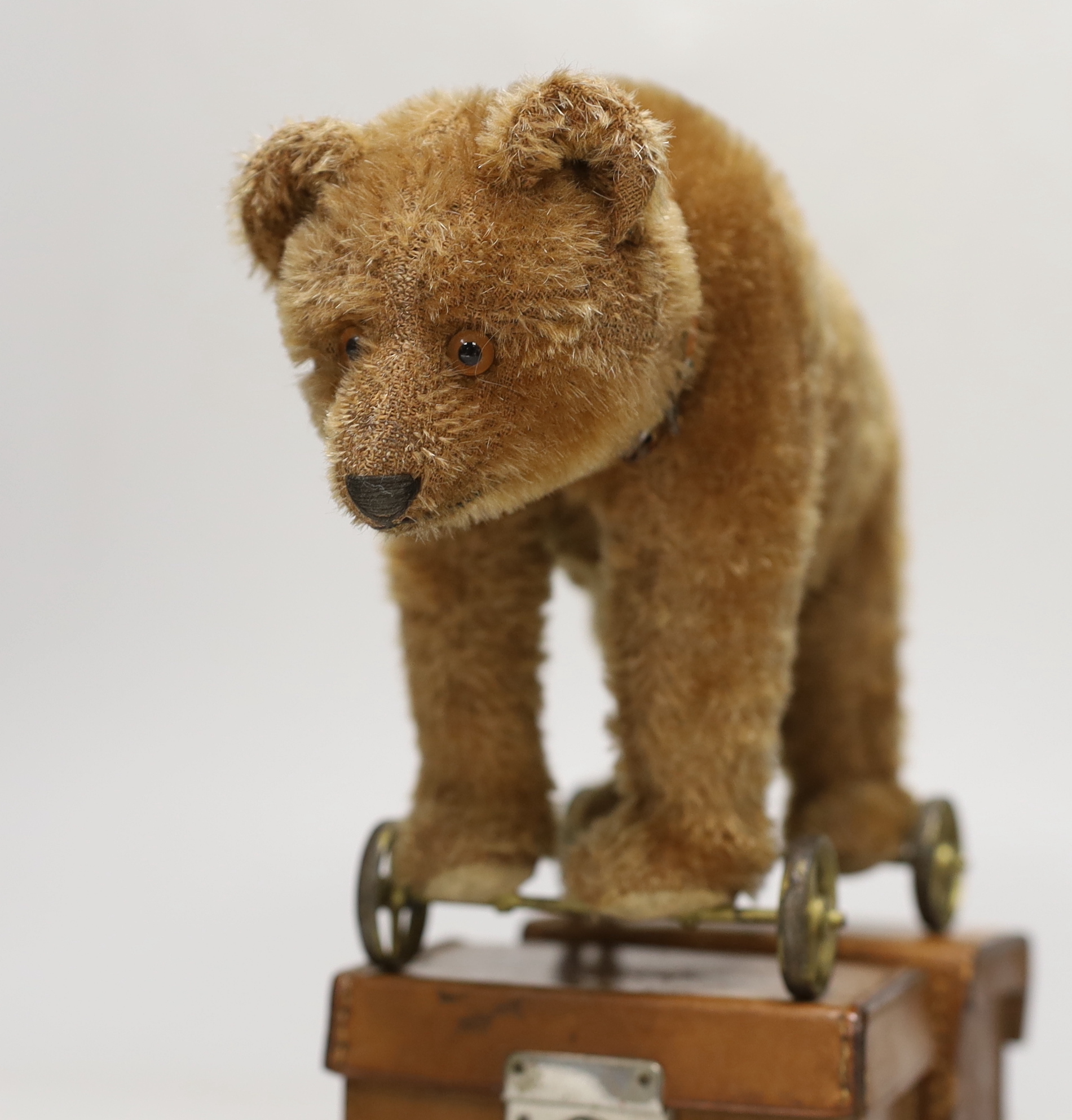 A Steiff bear on wheels, glass eyes, with original collar, no button, c.1920, height to shoulder - Image 2 of 2