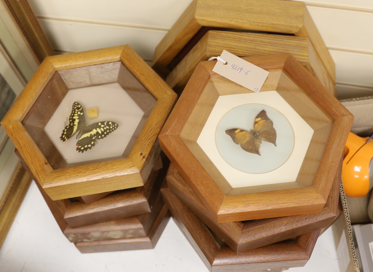 A collection of exotic butterfly and moth specimens in thirteen hexagonal display cases
