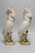 Two Royal Dux porcelain cockatoos, 40cm