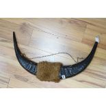A pair of bison horns, 75cm wide