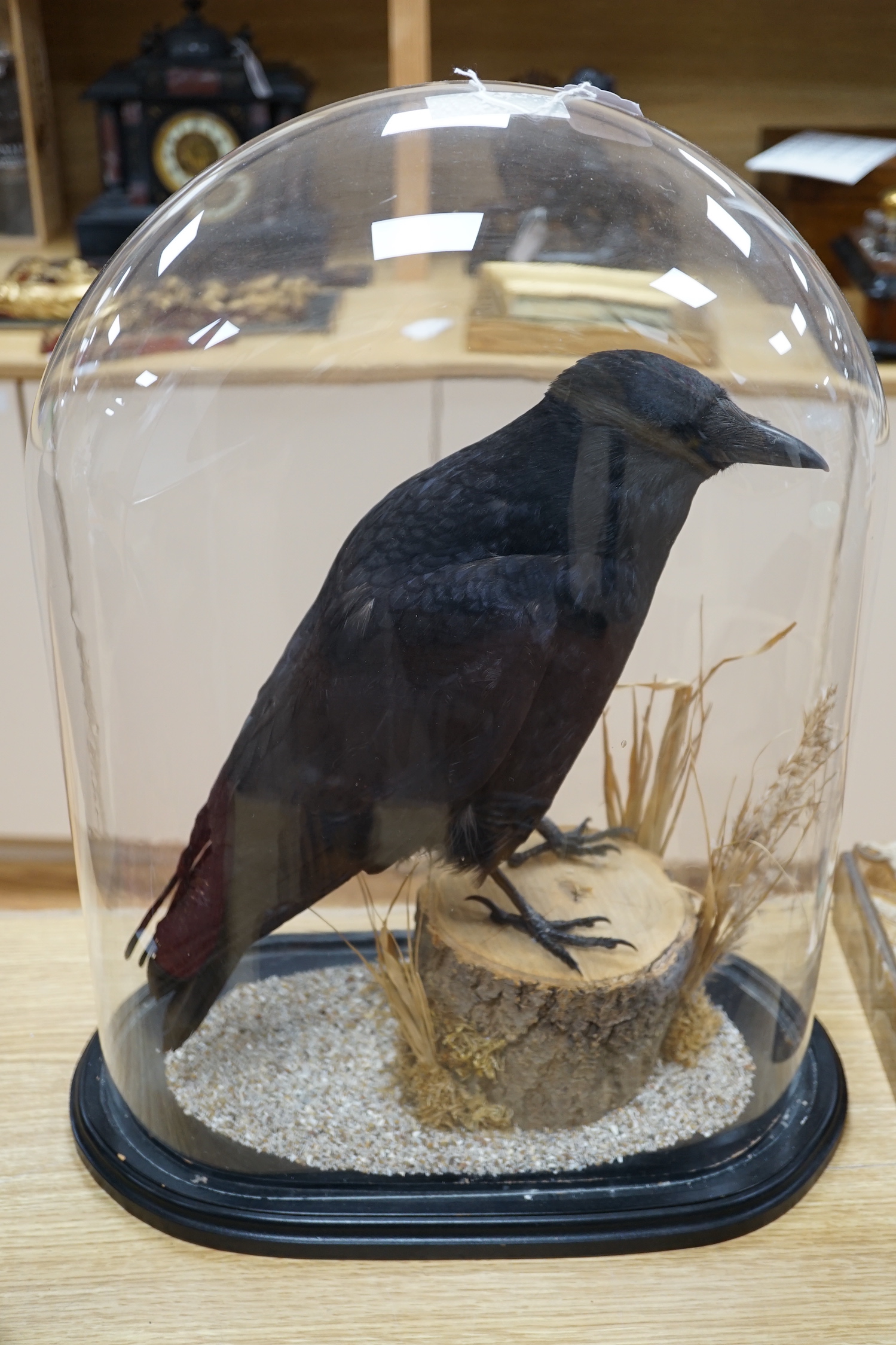 A taxidermy crow, beneath glass dome, 52cm high - Image 4 of 4