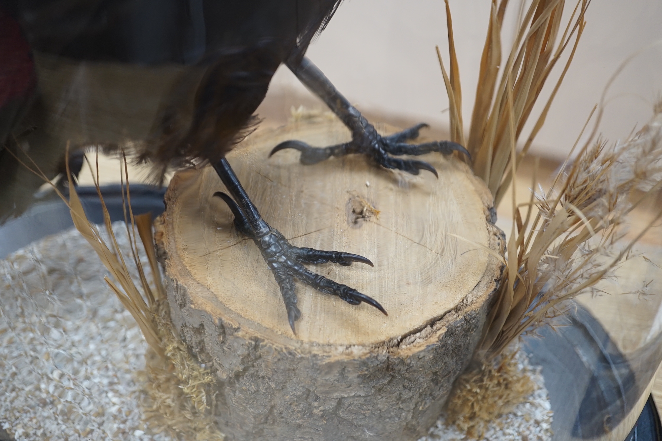 A taxidermy crow, beneath glass dome, 52cm high - Image 3 of 4