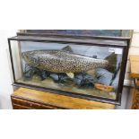 A cased taxidermy 13lb brown trout, overall 43 x 89 x 17cm