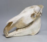 A zebra skull, approximately 30cm high, 45cm long