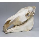 A zebra skull, approximately 30cm high, 45cm long