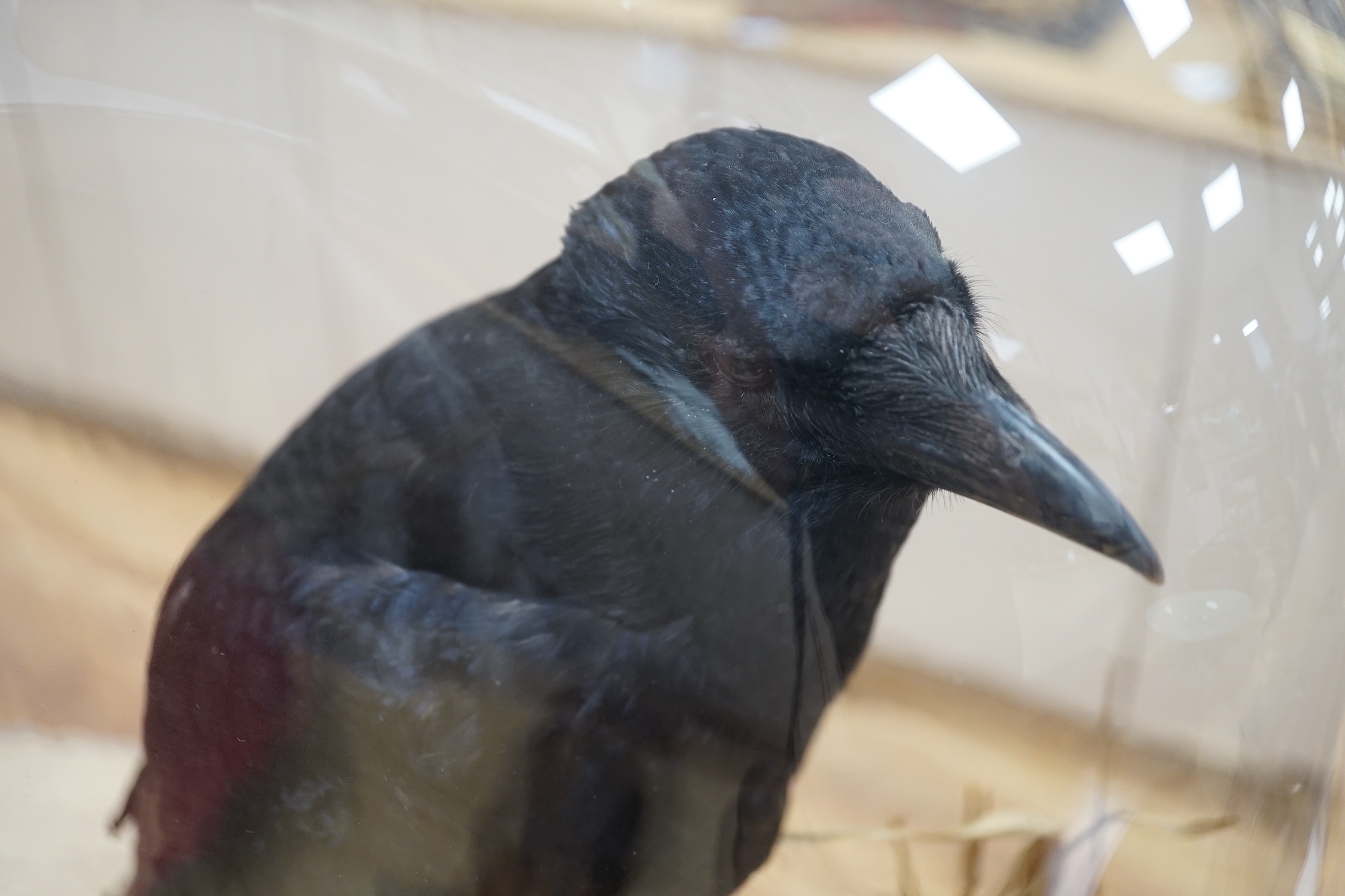 A taxidermy crow, beneath glass dome, 52cm high - Image 2 of 4