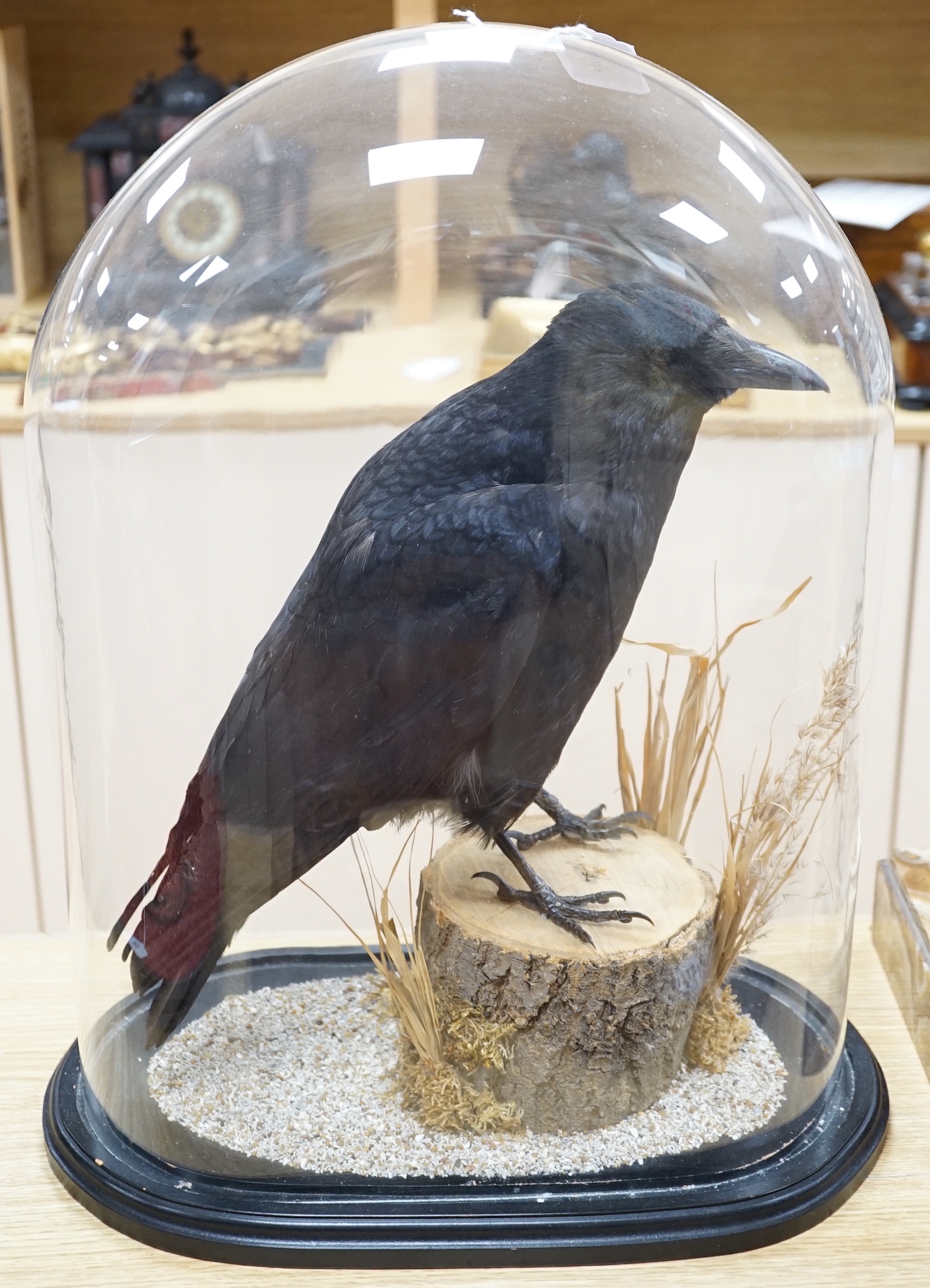 A taxidermy crow, beneath glass dome, 52cm high