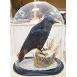 A taxidermy crow, beneath glass dome, 52cm high