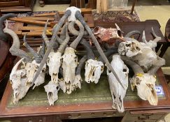 Approximately nineteen assorted taxidermy skulls
