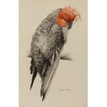 Diana Stanley (b.1908), watercolour, Study of a parrot, signed in pencil, 21 x 15cm