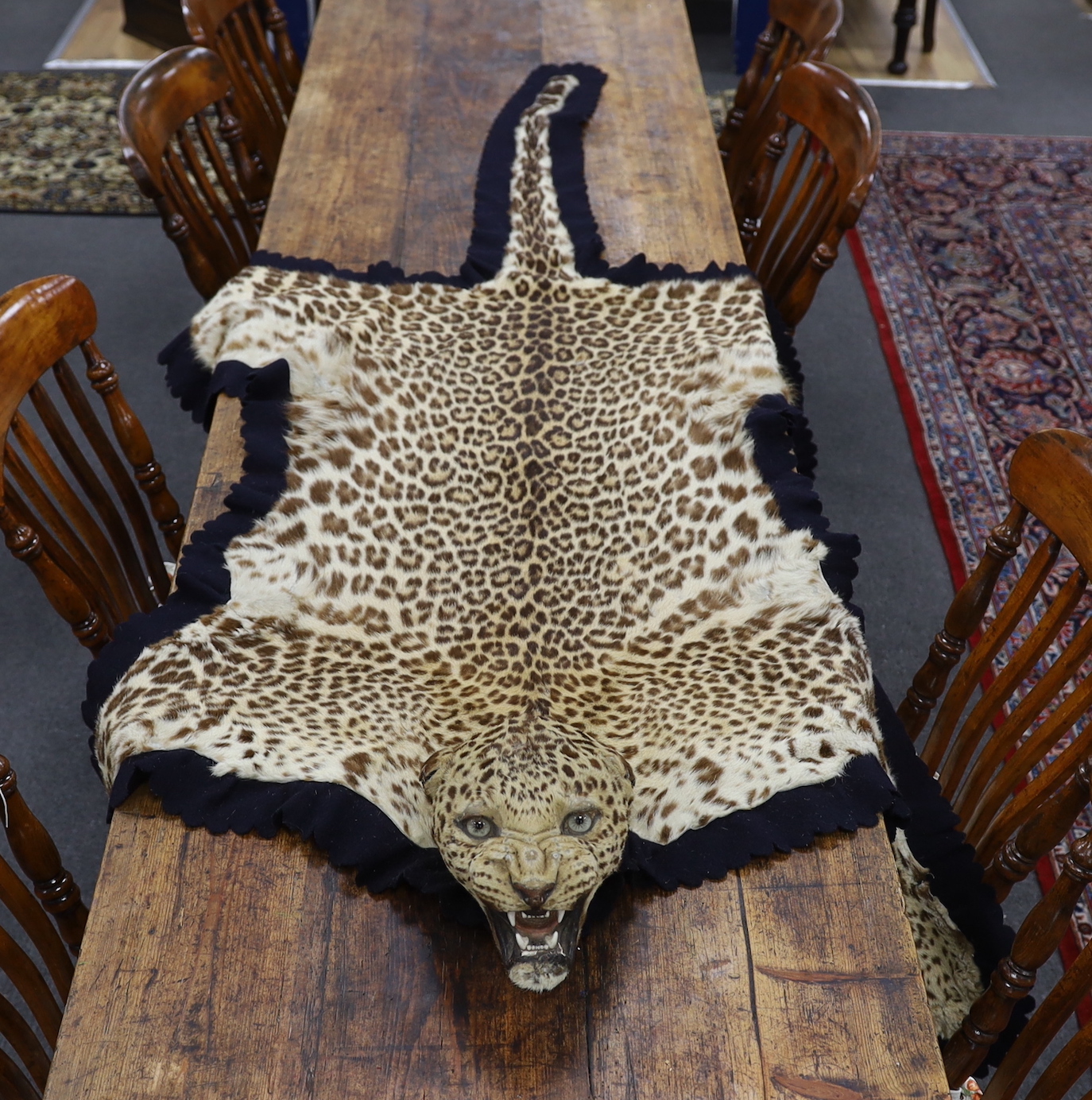 Taxidermy: Indian Leopard Skin Rug (Panthera pardus fusca), late 1930s, by Van Ingen & Van Ingen,