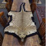 Taxidermy: Indian Leopard Skin Rug (Panthera pardus fusca), late 1930s, by Van Ingen & Van Ingen,