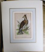 A group of 19th century handcoloured steel engravings, Studies of birds, mostly birds of prey,