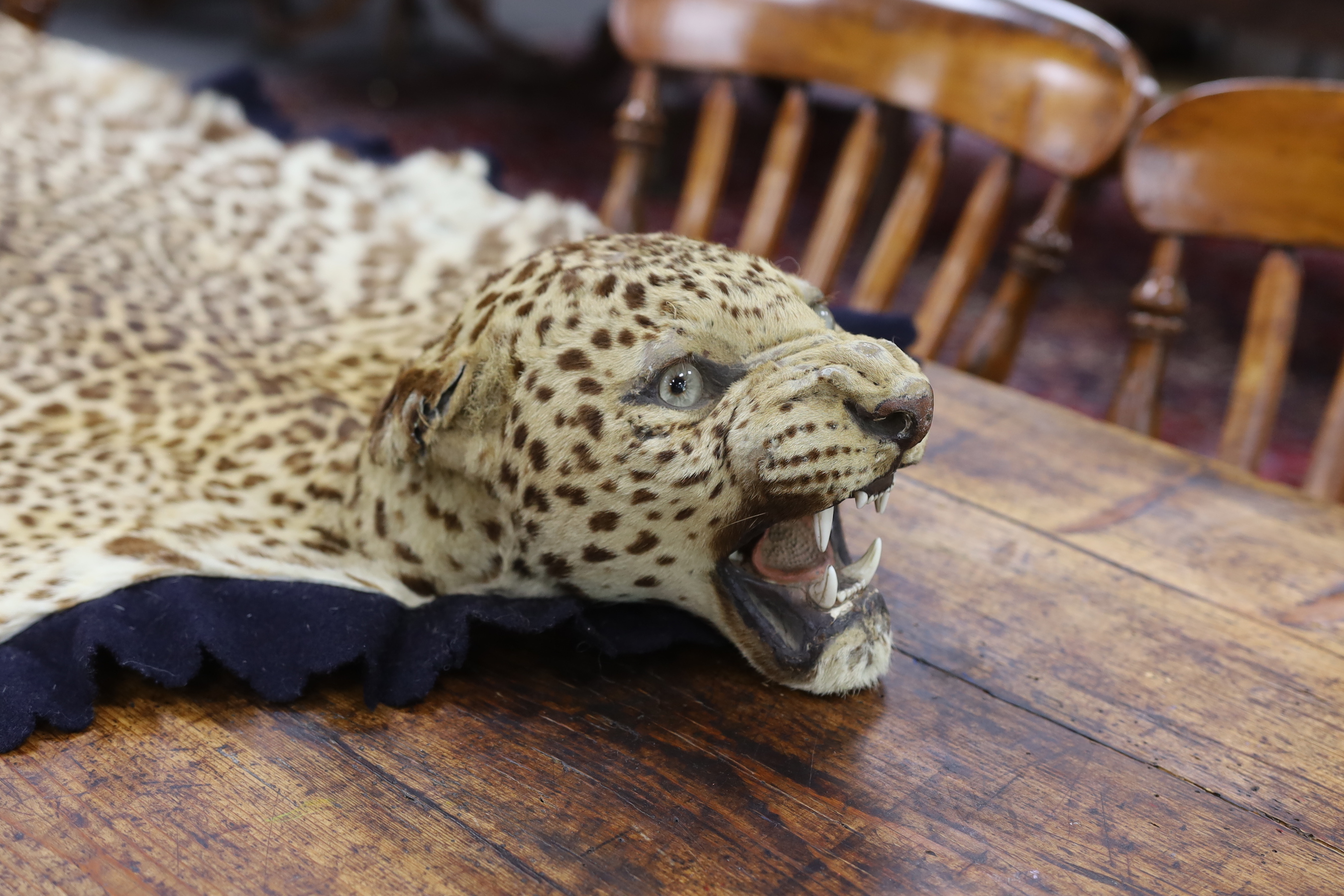 Taxidermy: Indian Leopard Skin Rug (Panthera pardus fusca), late 1930s, by Van Ingen & Van Ingen, - Image 2 of 4