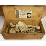An early 20th century human half-skeleton, in original retailer's box of Adam Rouilly & Co., 18