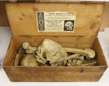 An early 20th century human half-skeleton, in original retailer's box of Adam Rouilly & Co., 18