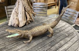 A taxidermy Caiman crocodile, length 130cm.