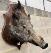 A taxidermy boar’s head wall trophy on oak shield plaque, width 40cm, height 60cm