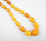A single strand graduated amber bead necklace, 60cm, gross weight 26 grams.