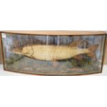 A taxidermic pike, in glazed case, label states ‘Caught in the River Stour by H. Barnes April 9th