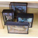 Four cased taxidermy displays of birds and fish including kingfisher, three glazed, the largest 27cm