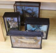 Four cased taxidermy displays of birds and fish including kingfisher, three glazed, the largest 27cm