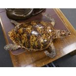 Taxidermy: Hawksbill Sea Turtle (Eretmochelys imbricata), caught in Bermuda circa 1932, full mount